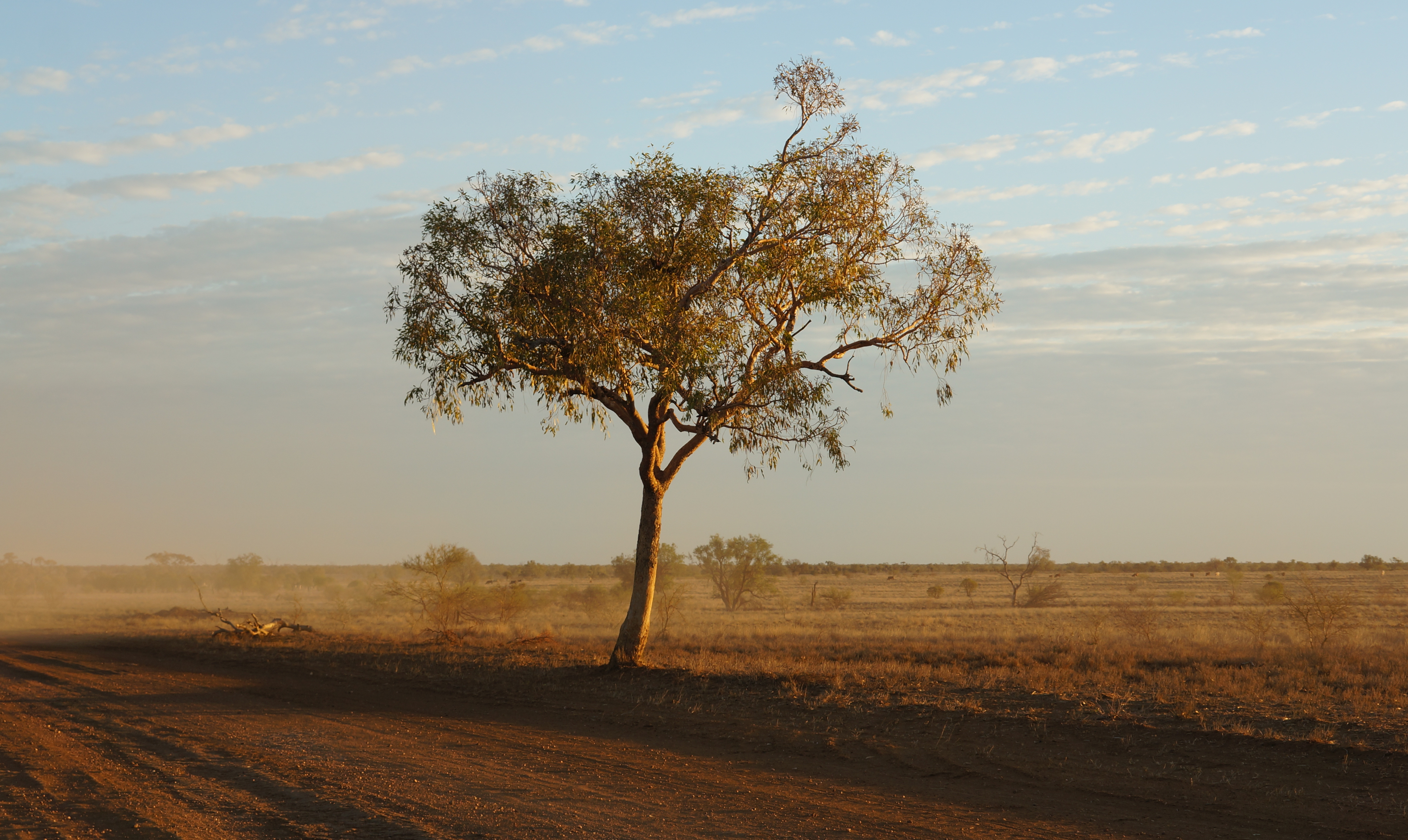 image of tree in late afternoon light near Longreach Muttaburra Road