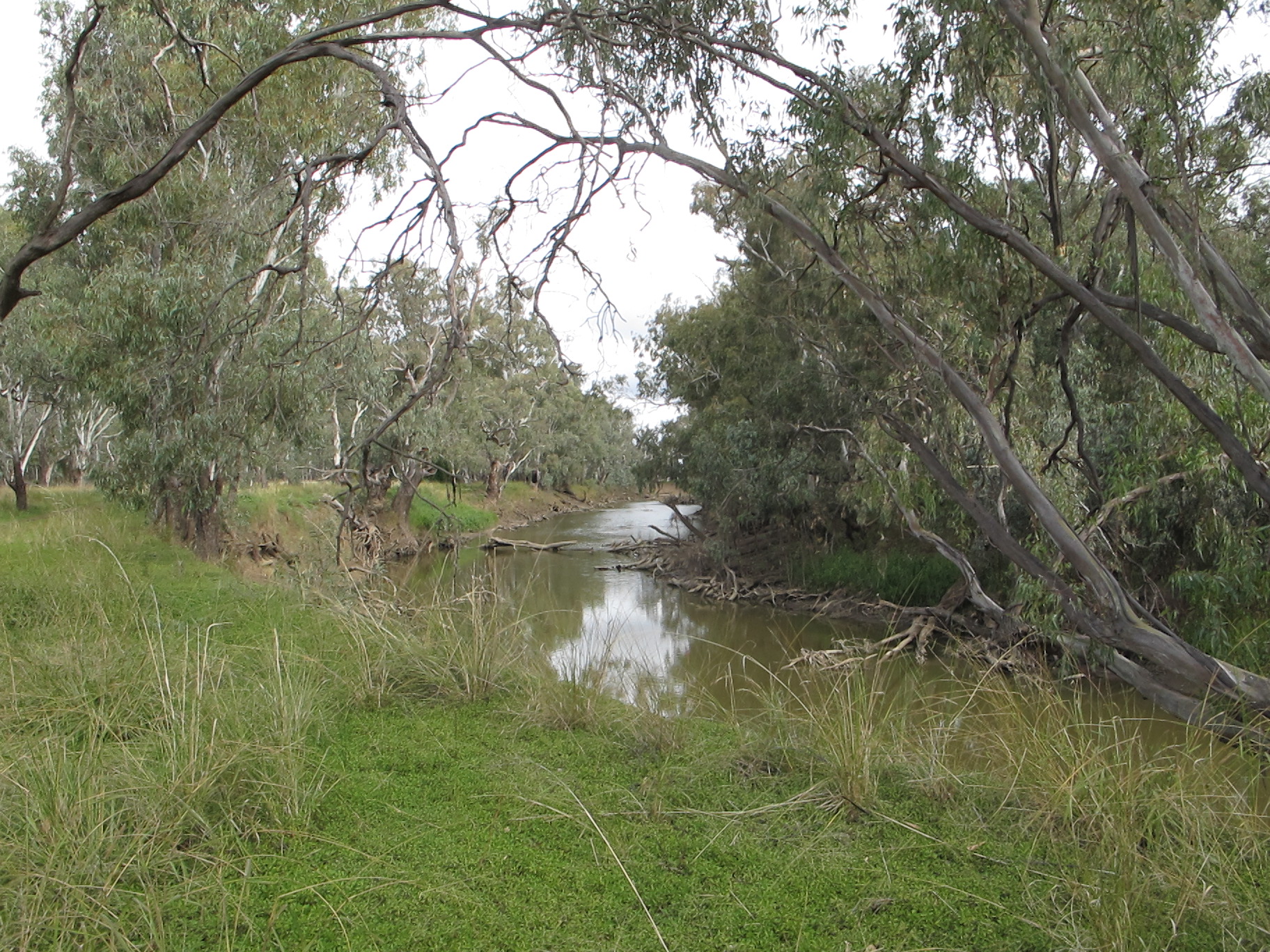image of the Lachlan River at Condobolin