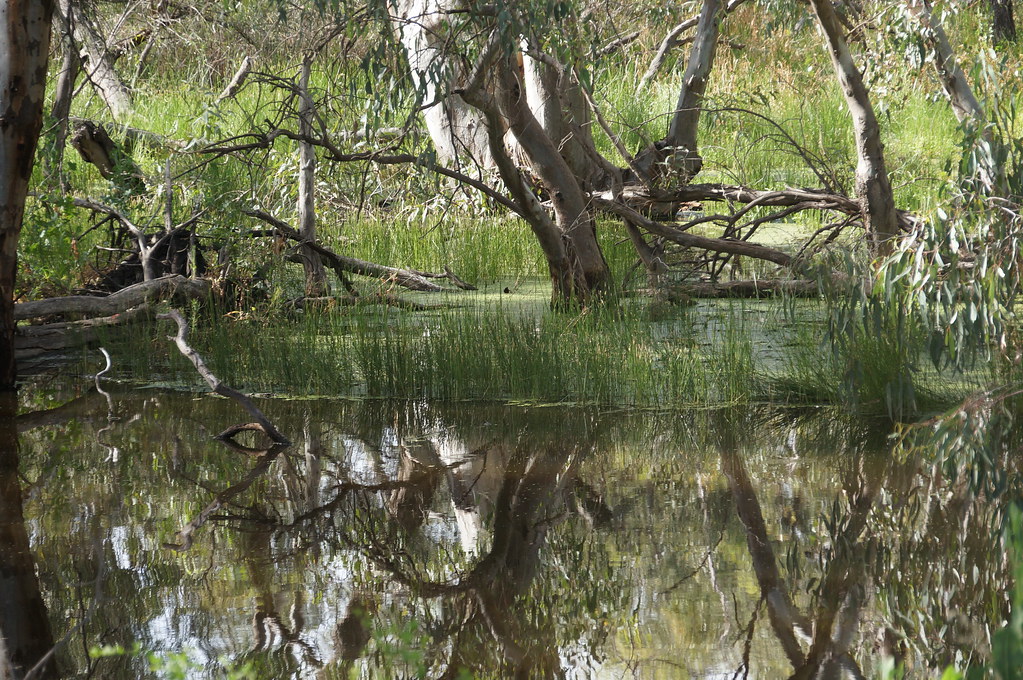 image of reflections in the 
                                     Lachlan River at Oxley NSW